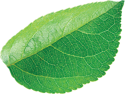 Leaf