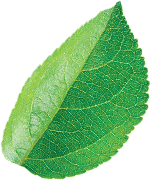 Leaf