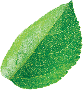 Leaf