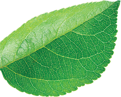 Leaf