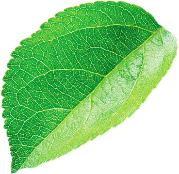 Leaf