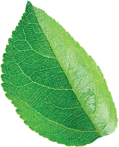 Leaf