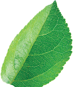Leaf